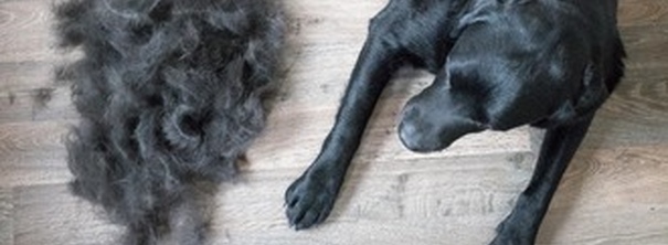 Шерсть вашей собаки